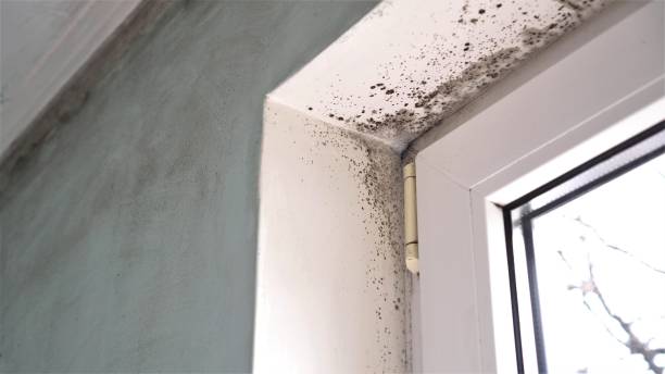 Best Mold Documentation for Insurance Claims  in Worthington, KY