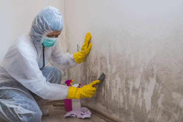 Best Mold Removal for HVAC Installations  in Worthington, KY
