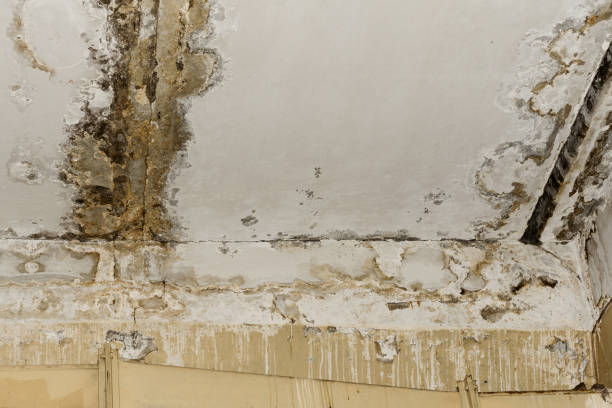 Best Industrial Mold Remediation  in Worthington, KY