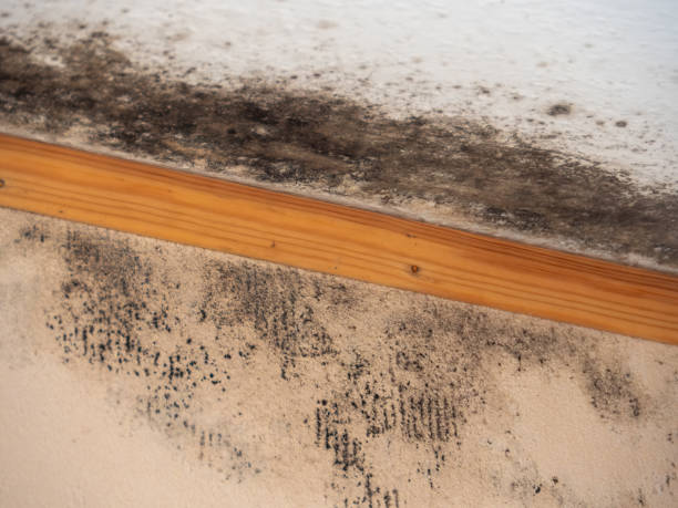 Best Post-Remediation Verification Testing  in Worthington, KY