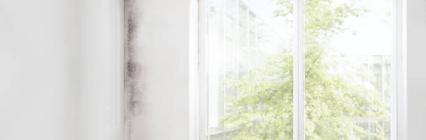 Best Basement Mold Removal  in Worthington, KY