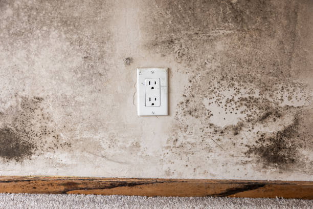 Best Attic Mold Removal  in Worthington, KY