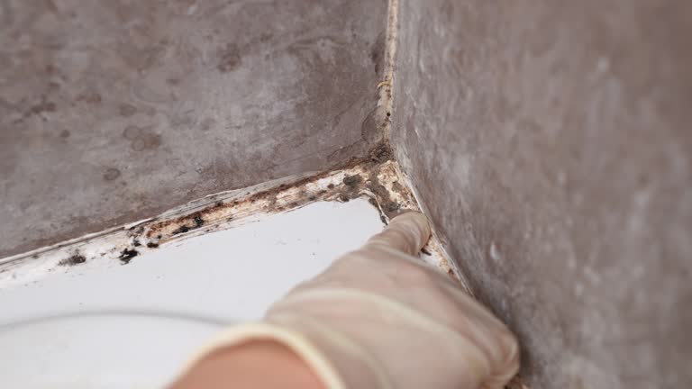Reliable Worthington, KY Mold Removal Solutions