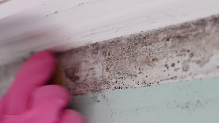 Best Comprehensive Air Testing for Mold Contaminants  in Worthington, KY